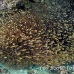 sweepers_glassy_kud_sari_h_0083_mal2940.jpg